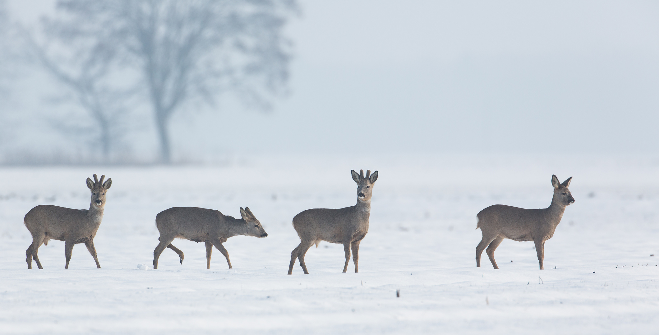 Endlich Schnee...