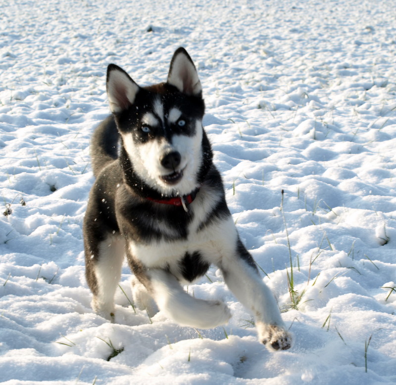 Endlich Schnee