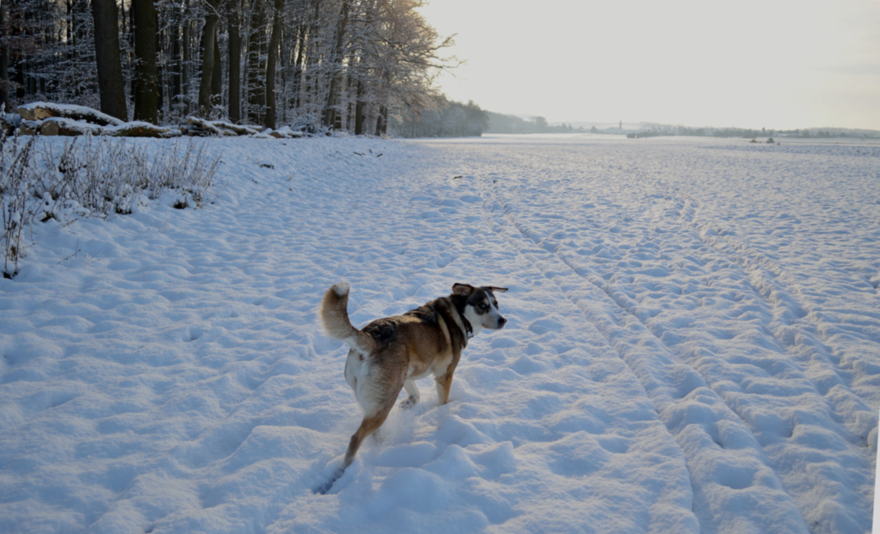 endlich Schnee