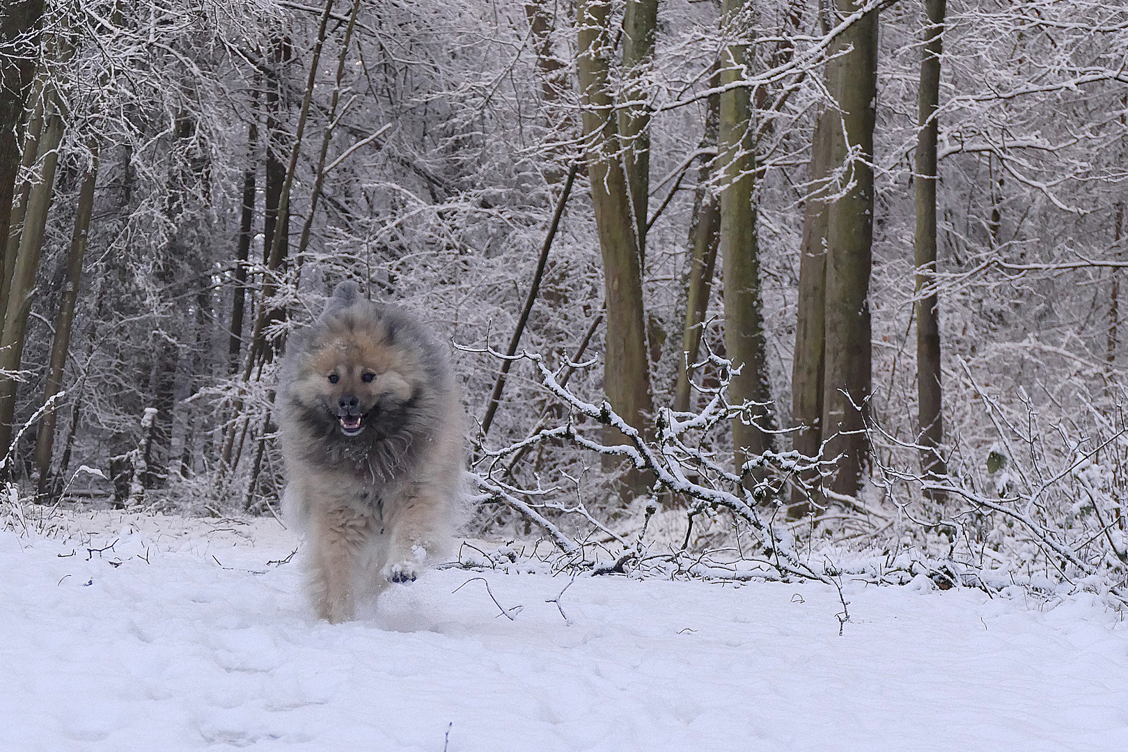 Endlich Schnee