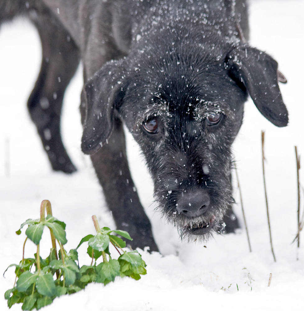 Endlich Schnee