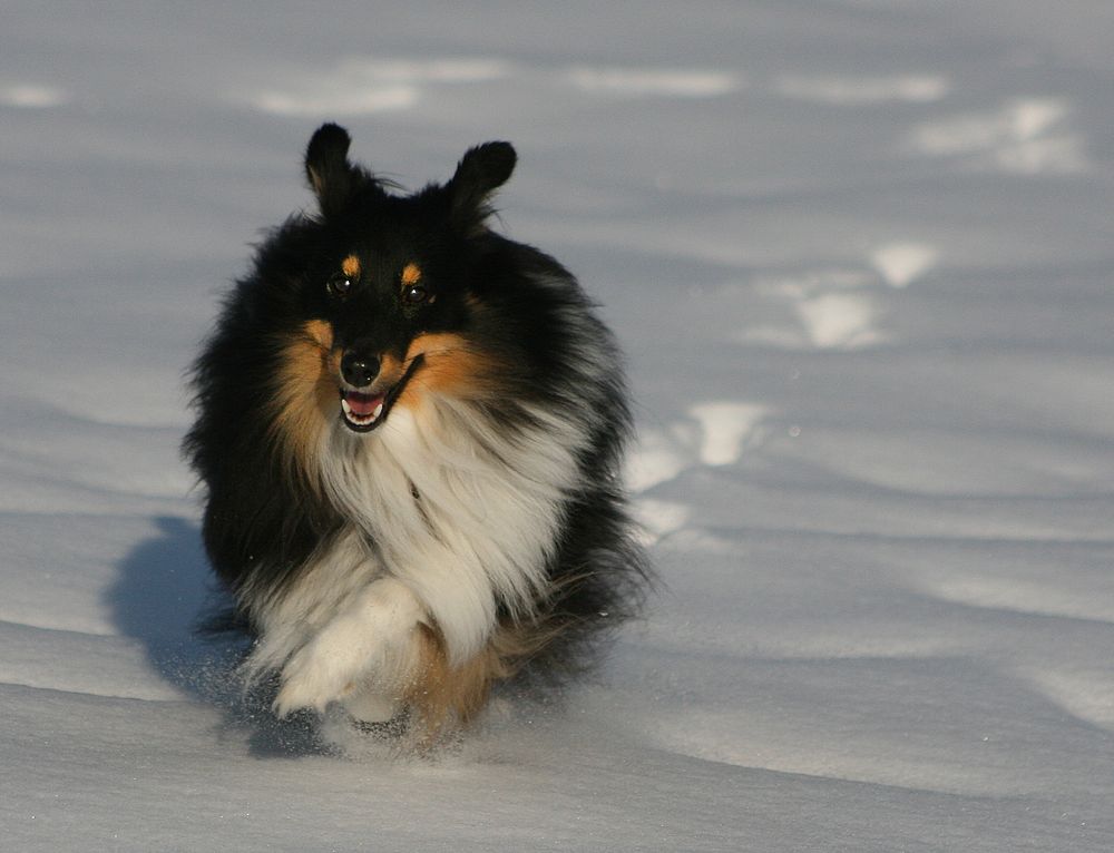 Endlich Schnee ... Hat jemand meine Schafe gesehen ?