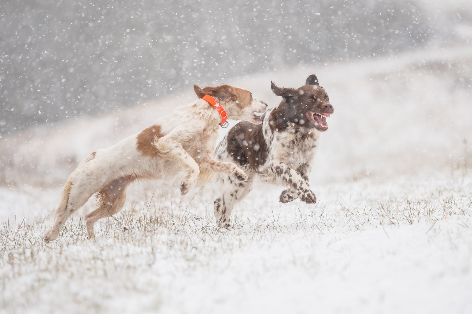 Endlich Schnee... Wir haben spaß...