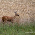 Endlich sichtbar - weitere Bilder