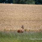 Endlich sichtbar - weitere Bilder