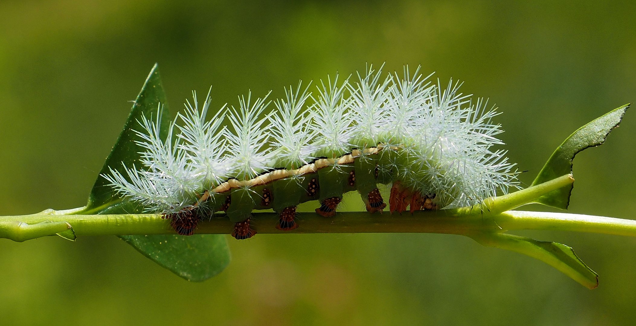 Endlich sind die Automeris Raupen verpuppt Foto & Bild natur, insekt, insekten Bilder auf
