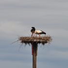 Endlich sind sie da... die ersten Küken in Hamm an dem Niederwerrieser Weg