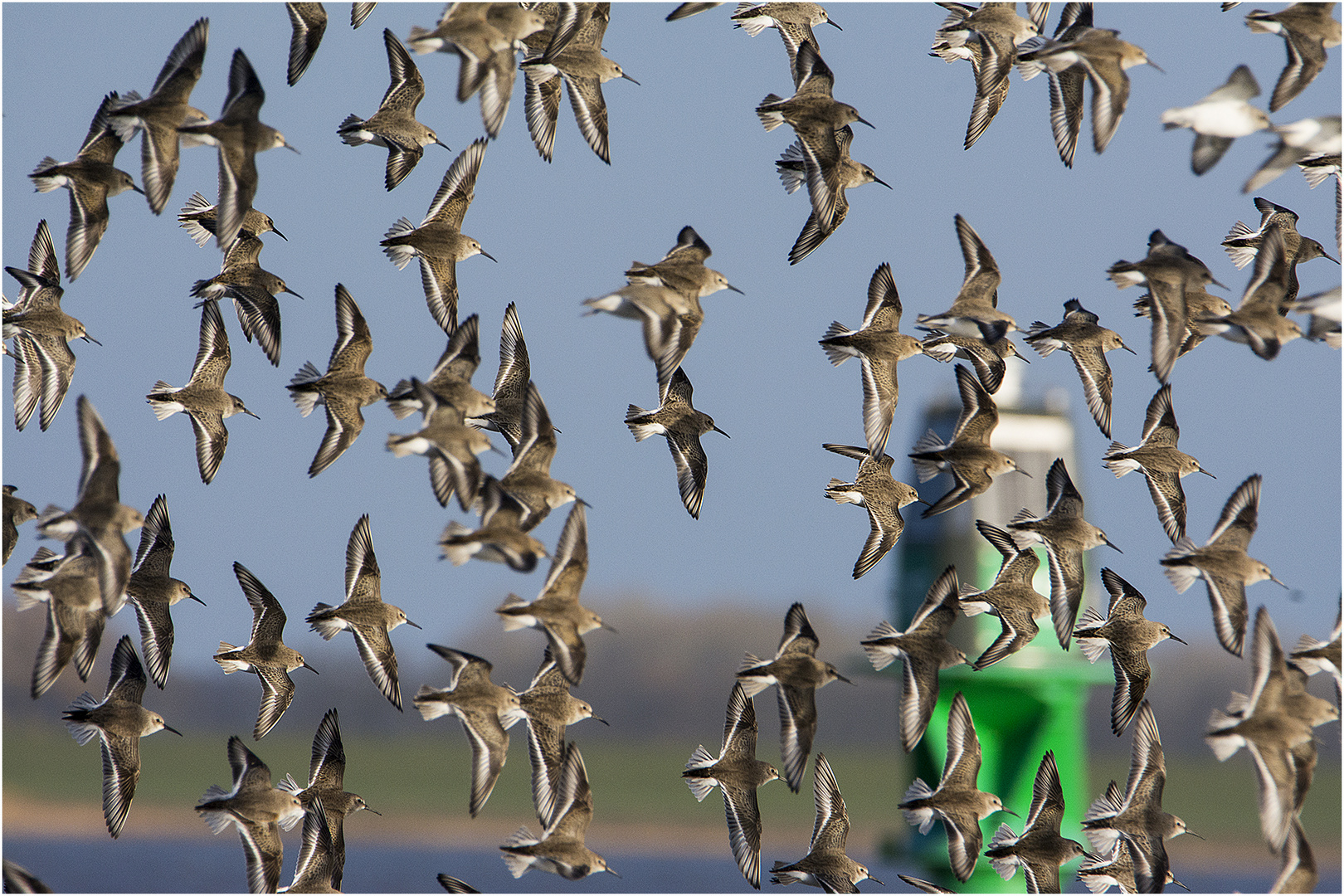 Endlich sind sie eingetroffen: Alpenstrandläufer (Calidris alpina)