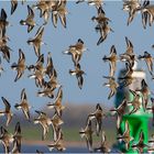 Endlich sind sie eingetroffen: Alpenstrandläufer (Calidris alpina)