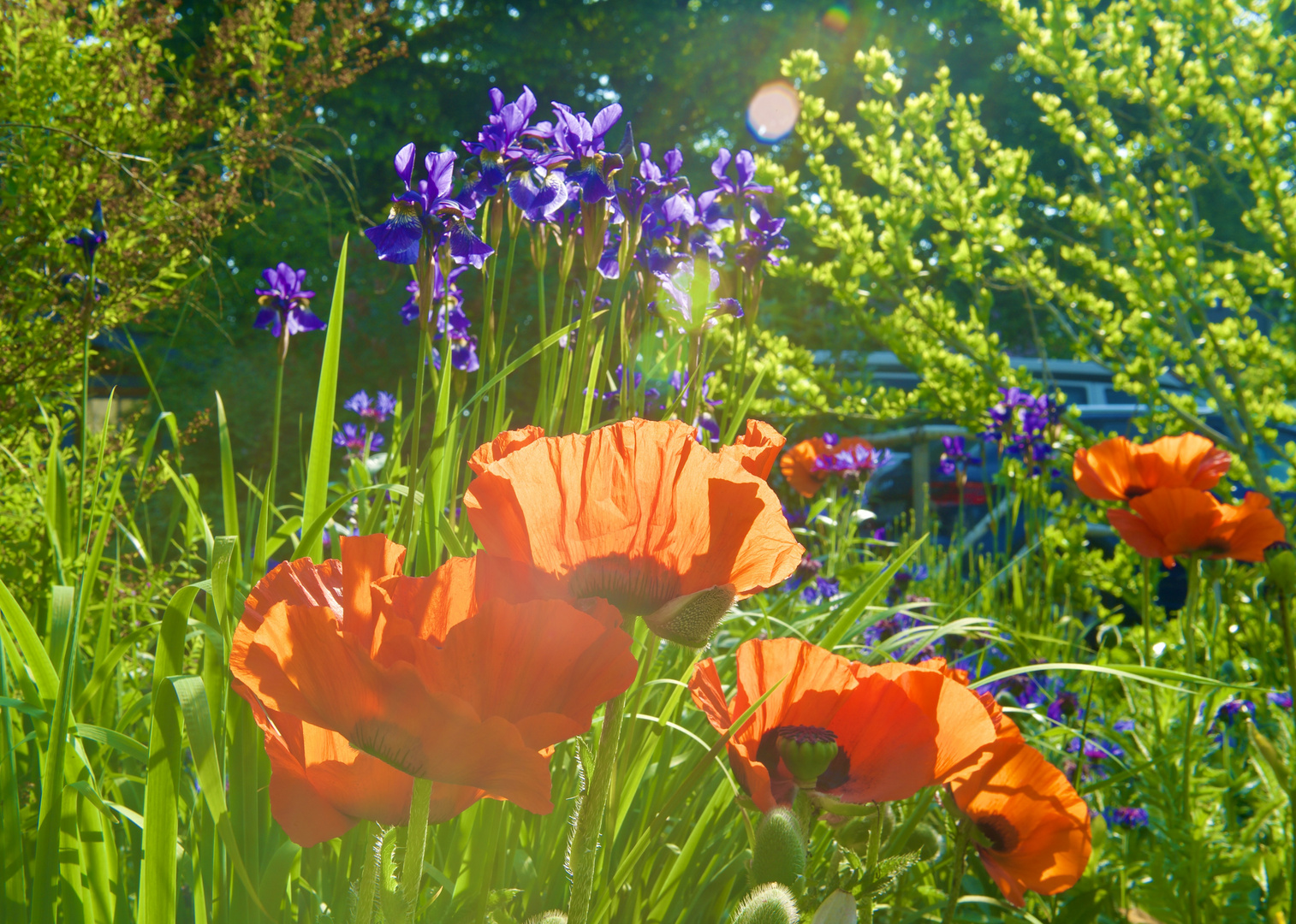 endlich Sommer