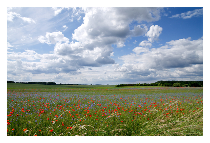 ... endlich Sommer ...