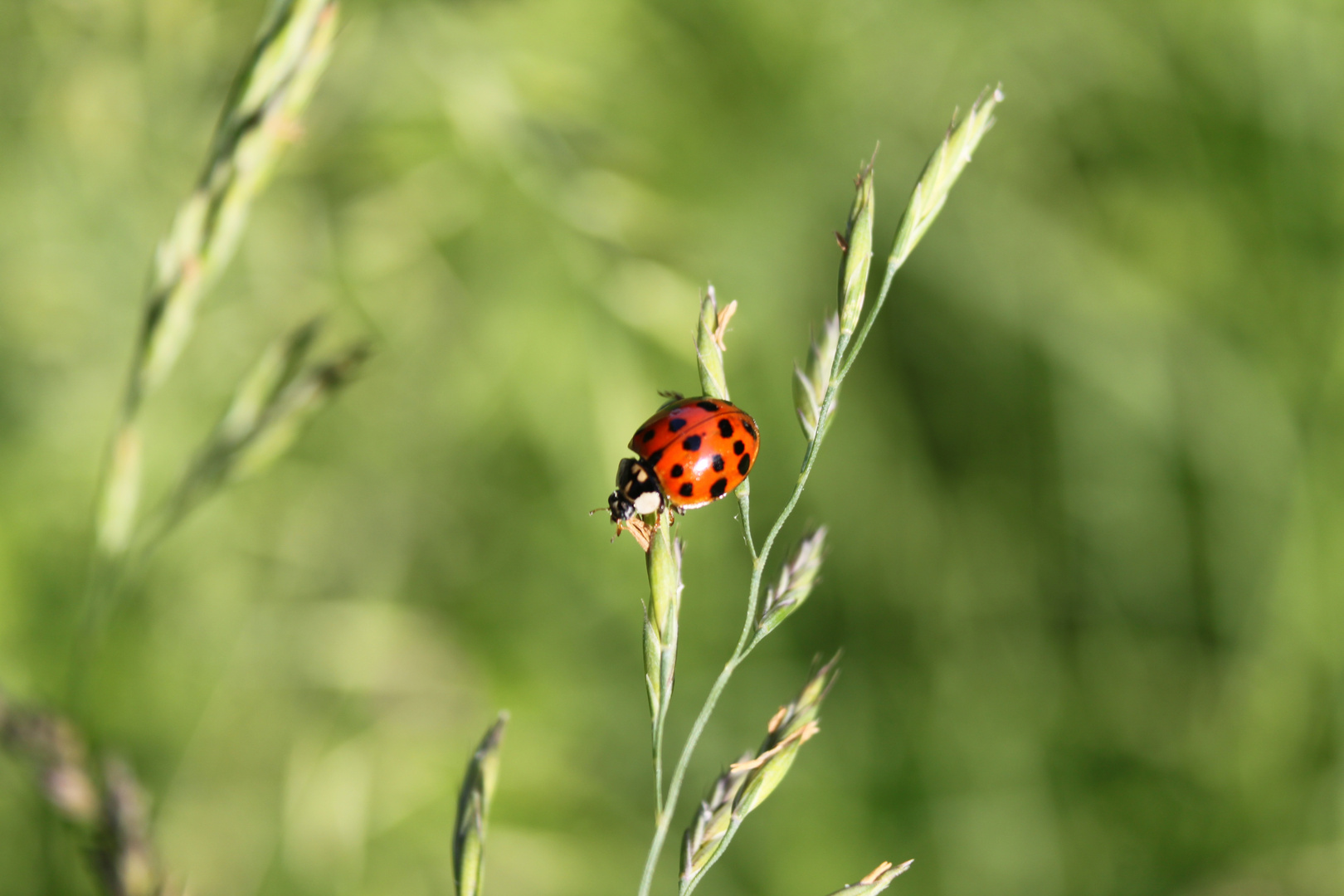 Endlich Sommer