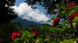 Endlich Sommer von Rosenzweig Toni