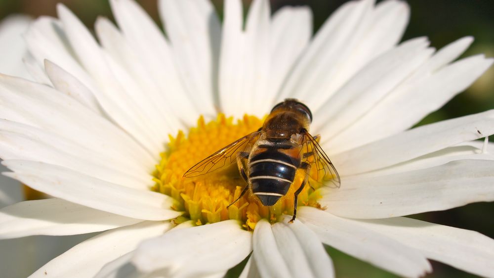 Endlich Sommer