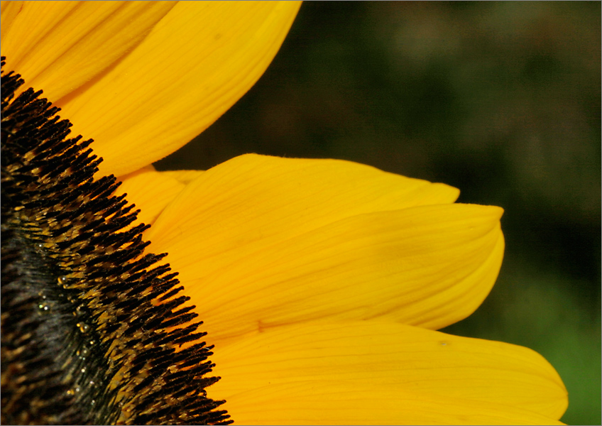 endlich Sommer