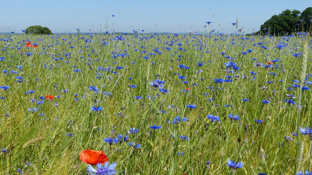 Endlich Sommer