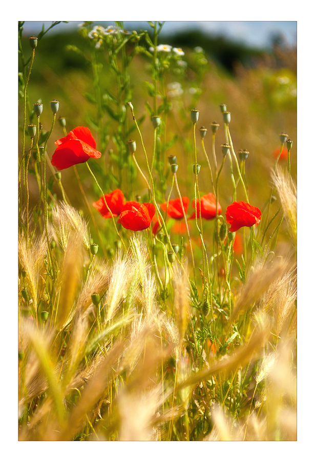 Endlich Sommer