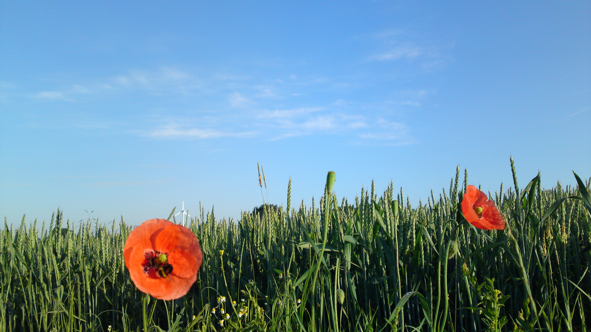 Endlich SOmmer...