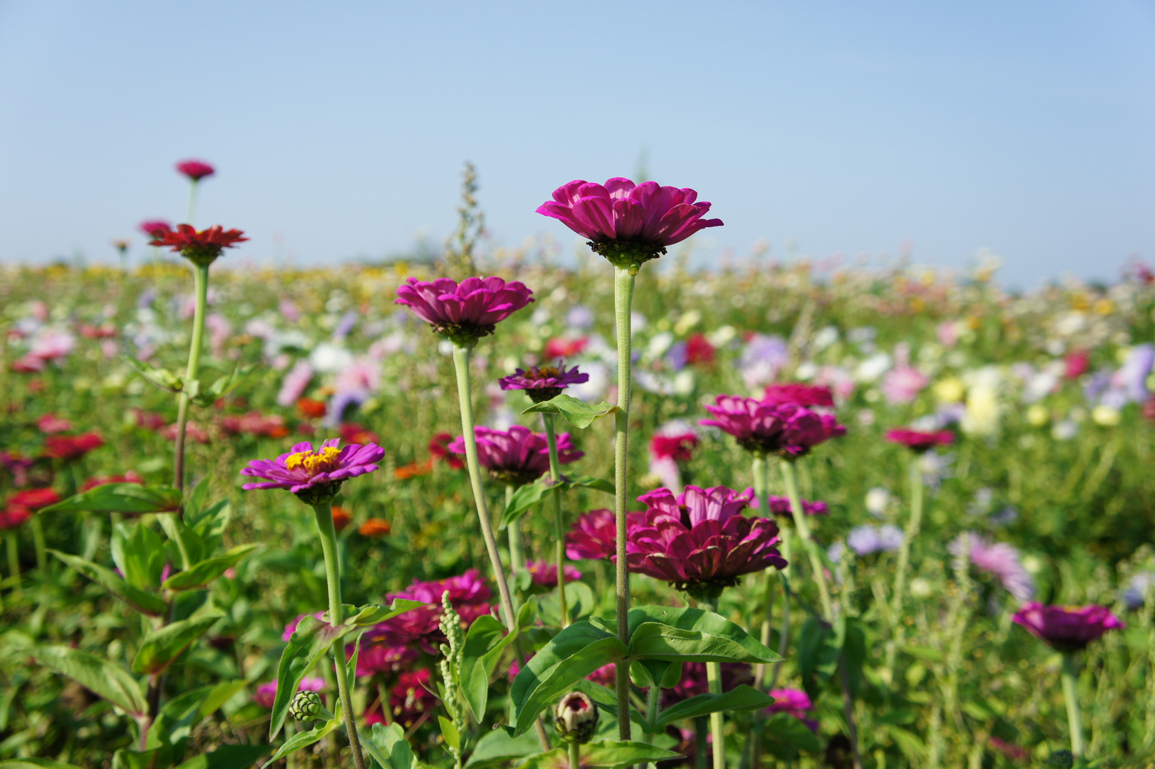 Endlich Sommer!