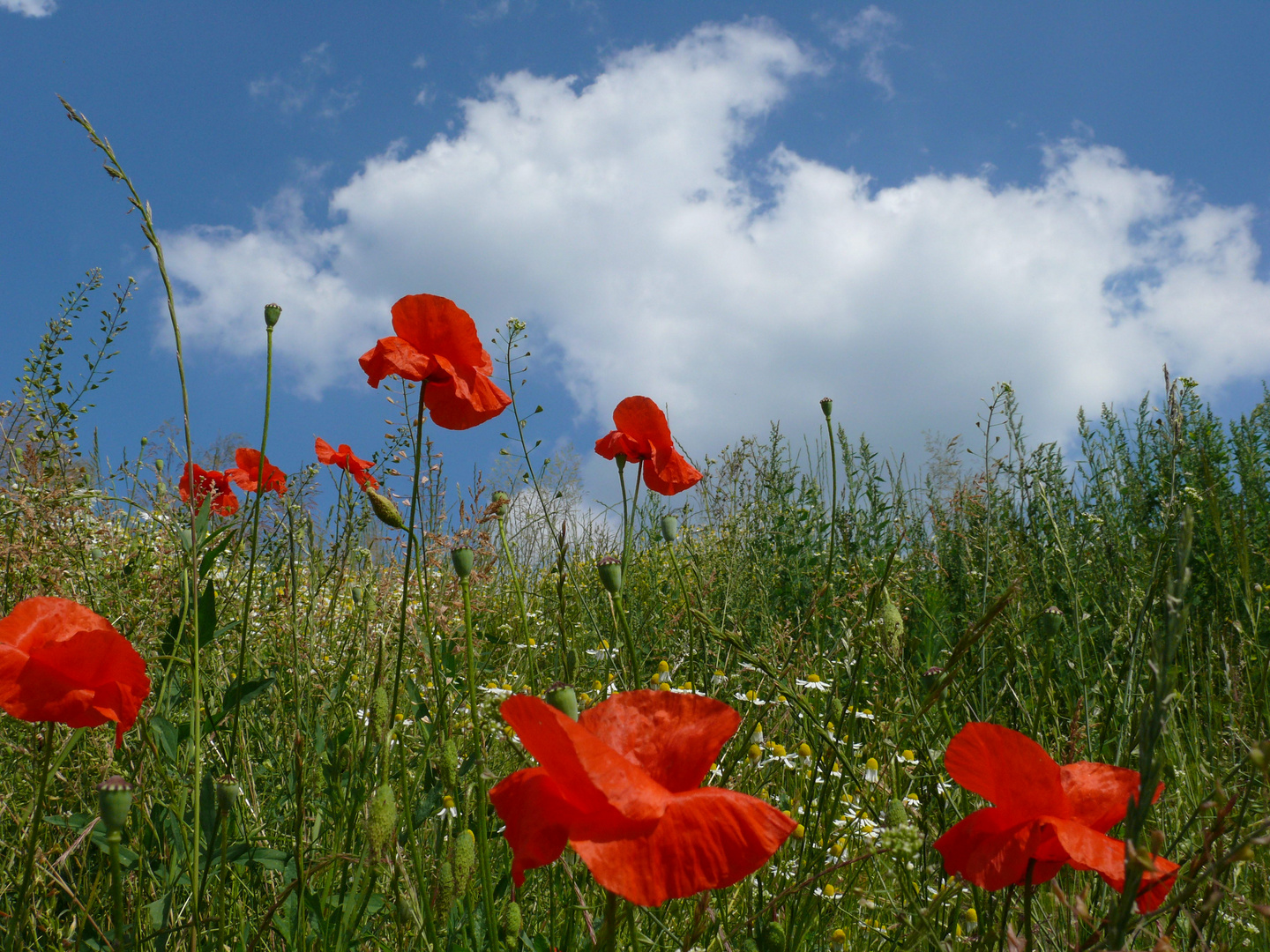 endlich Sommer