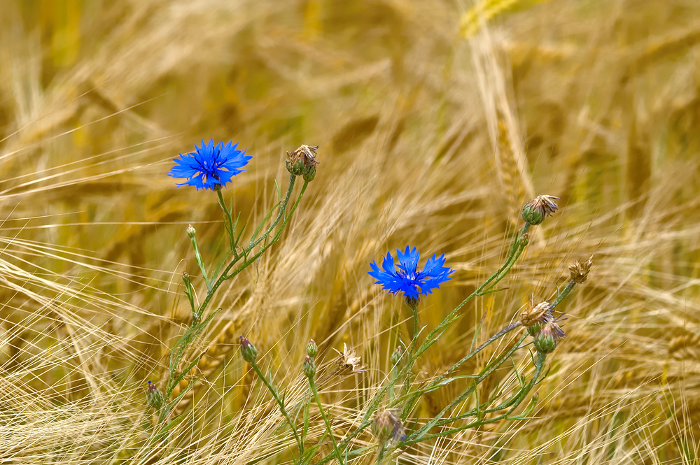 Endlich Sommer