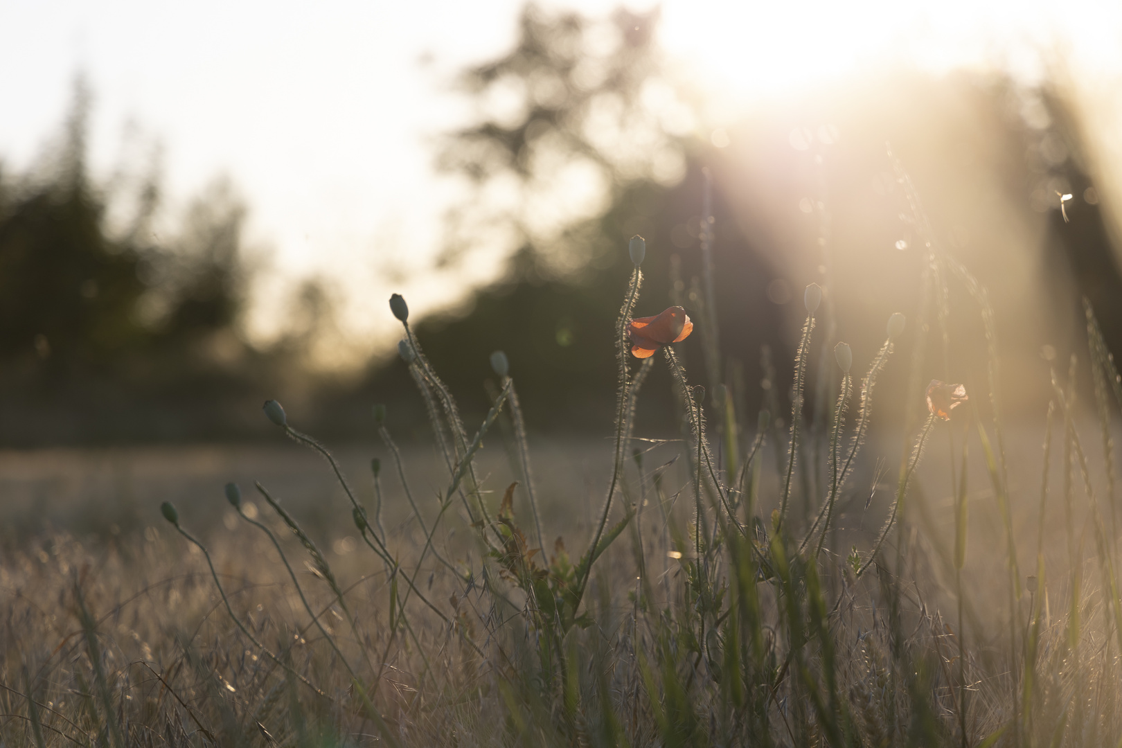 Endlich Sommer...