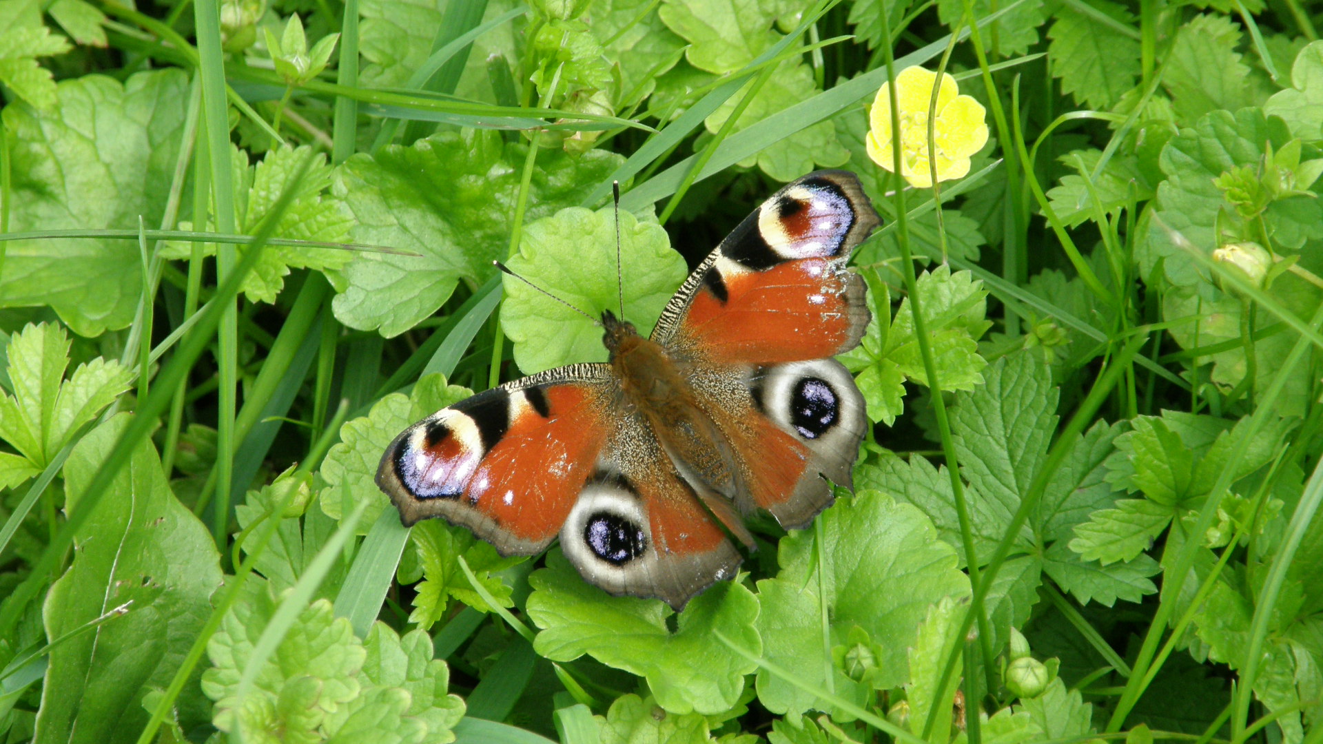 Endlich Sommer