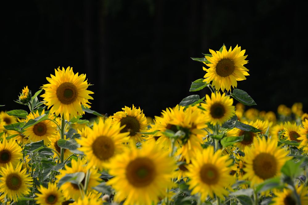 "... endlich Sommer" von Upsnasowas 