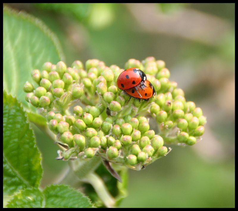 endlich Sommer ......