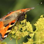 endlich Sommer... (II)