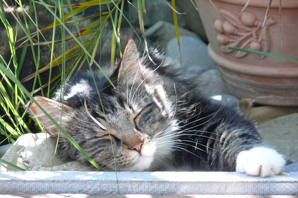 *** endlich Sommersonne *** blinzel ***