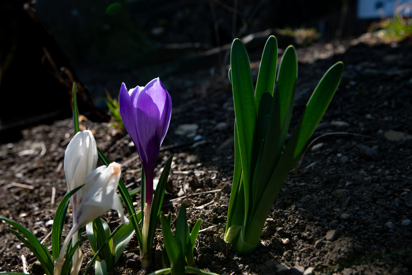 endlich Sonne