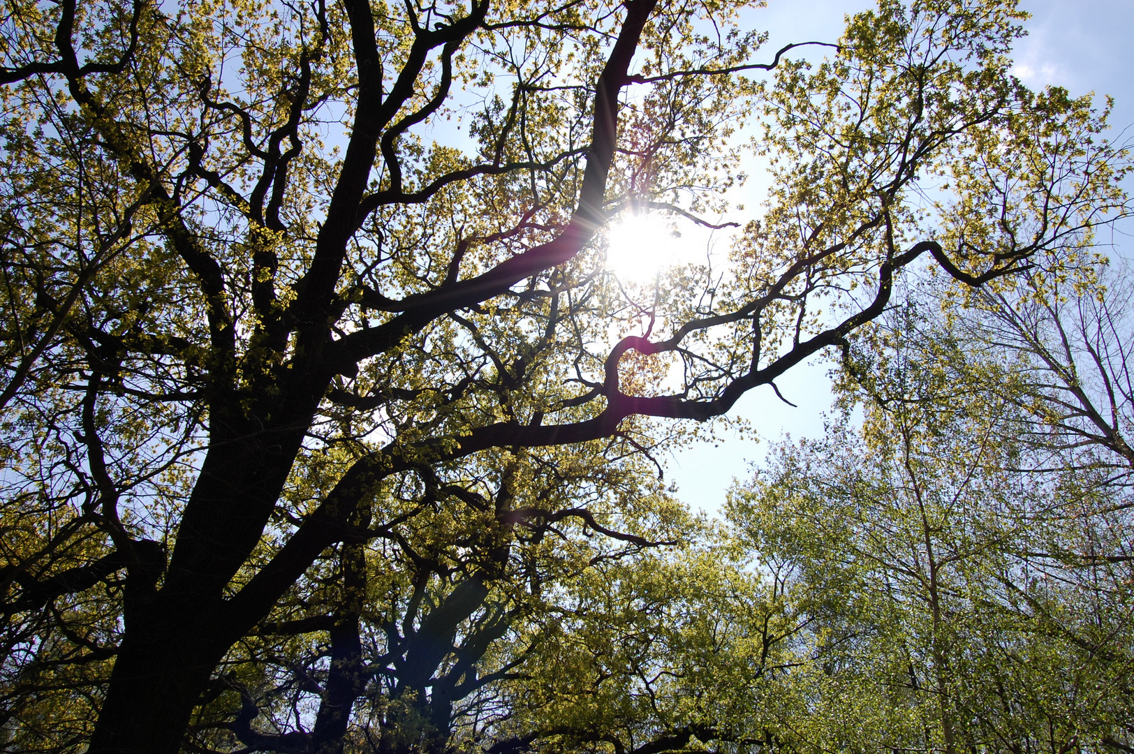 Endlich Sonne auch im Wald