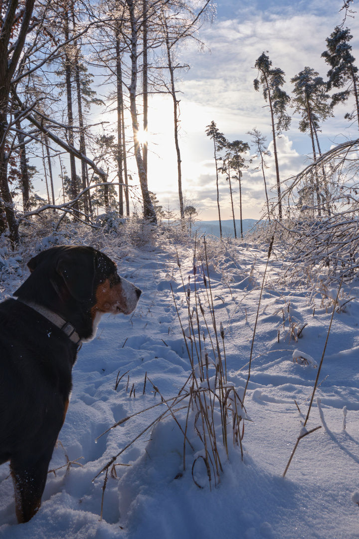 Endlich Sonne bei der Hundekälte