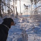 Endlich Sonne bei der Hundekälte