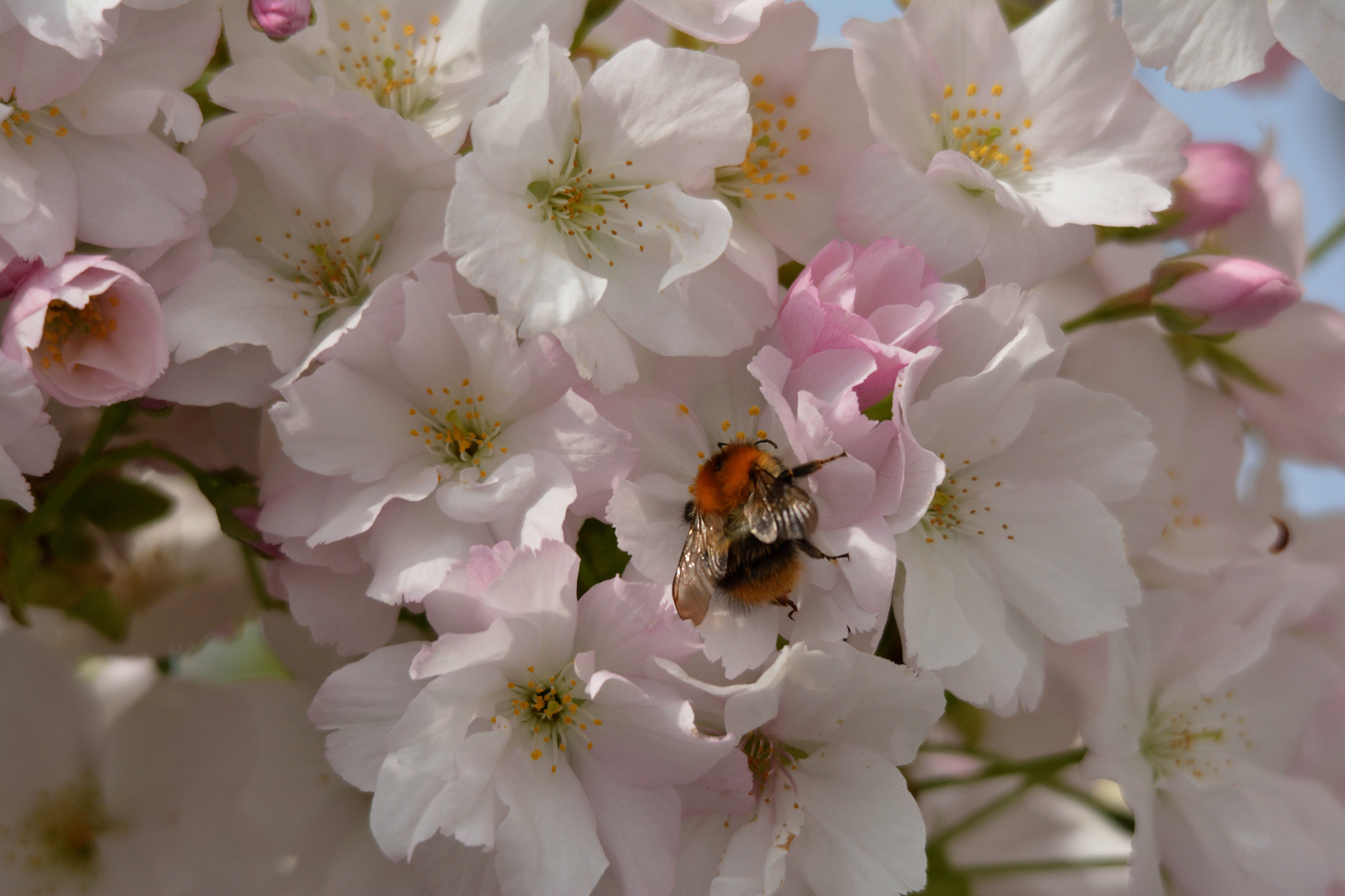 endlich Sonne & Blüten satt...