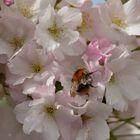 endlich Sonne & Blüten satt...