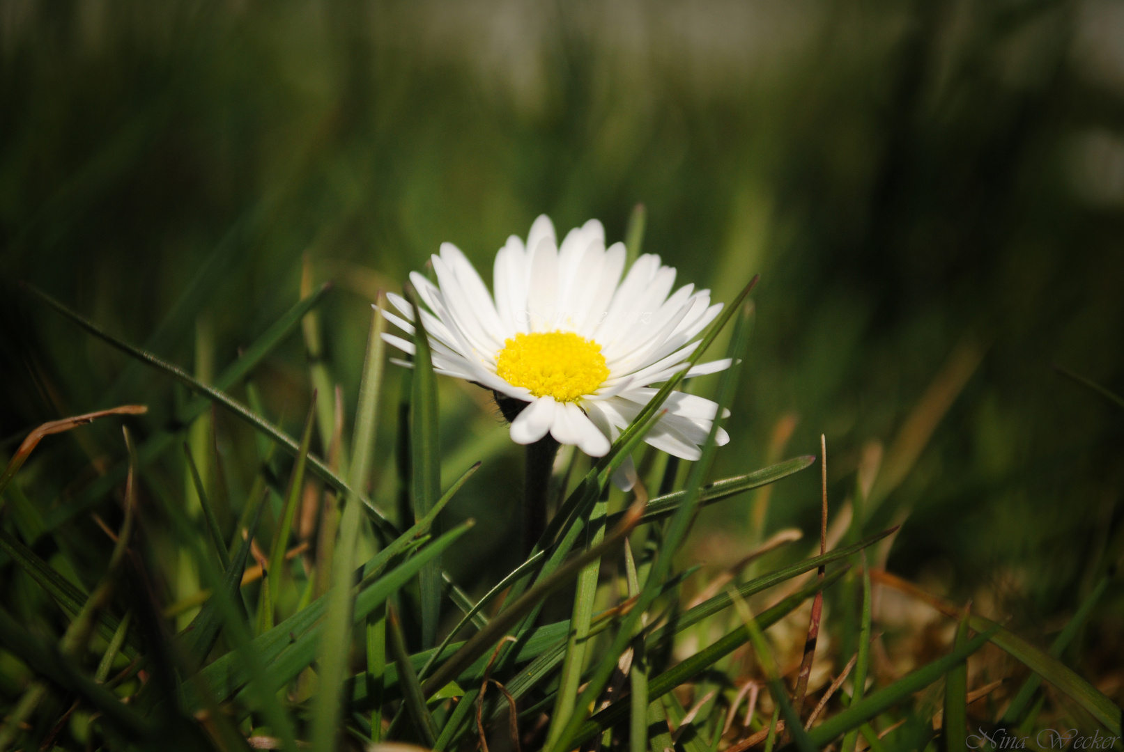 Endlich Sonne, Blumen und Spaziergänge in T-shirt...