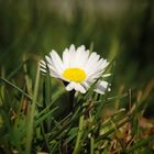 Endlich Sonne, Blumen und Spaziergänge in T-shirt...