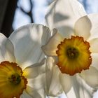 Endlich Sonne im Garten