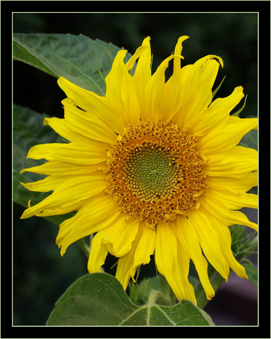 Endlich Sonne im Garten Foto & Bild pflanzen, pilze & flechten