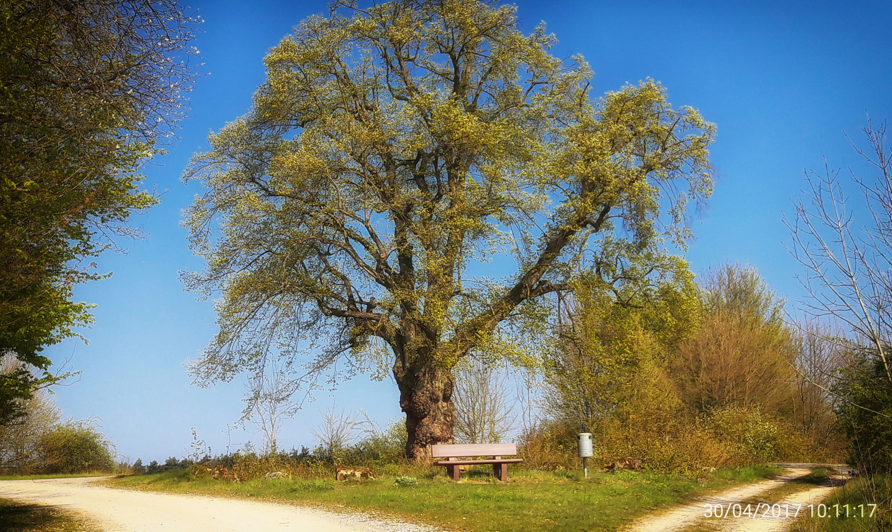 Endlich Sonne .Linde im Frühlingsschmuck.