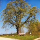 Endlich Sonne .Linde im Frühlingsschmuck.