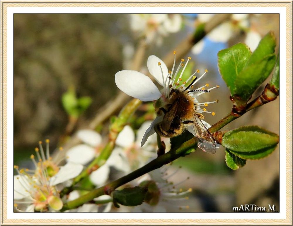 Endlich Sonne satt  (mit Gedicht)