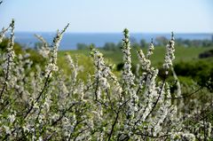 Endlich steht Hiddensee in blühte