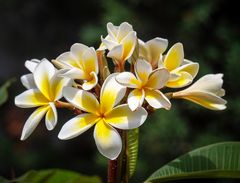 endlich strahlen sie wieder, die betörend duftenden Blüten...