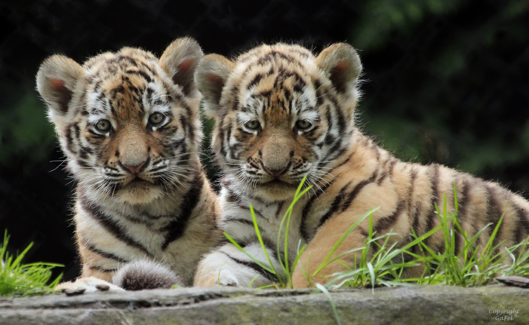 Endlich Tigerbabys  