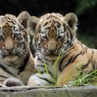 Endlich Tigerbabys  