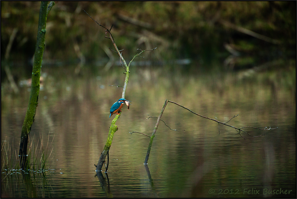 Endlich: "unser" Eisvogel war mal wieder am Teich