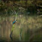 Endlich: "unser" Eisvogel war mal wieder am Teich